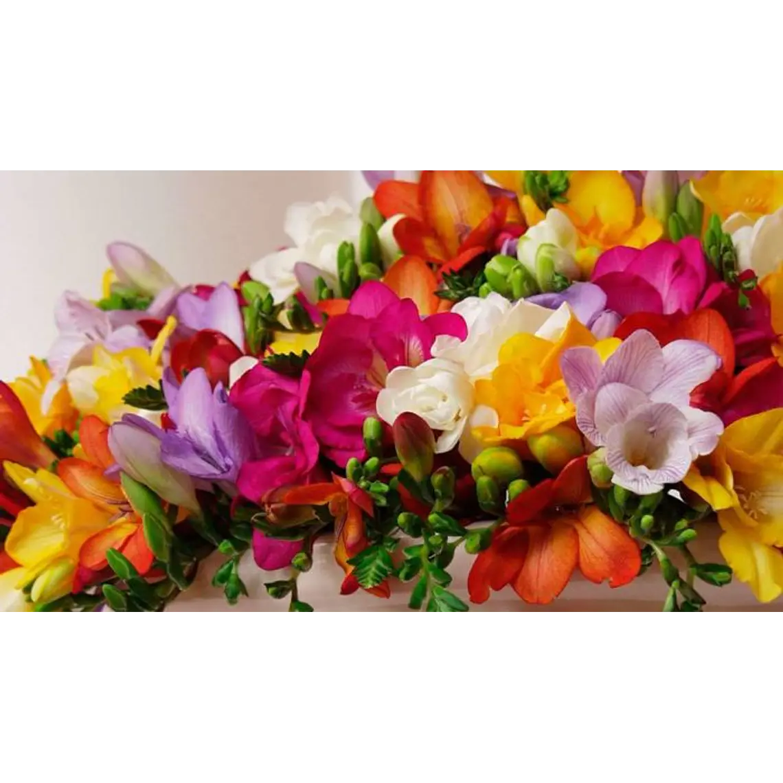 Fresias simples surtidas 4/5 2