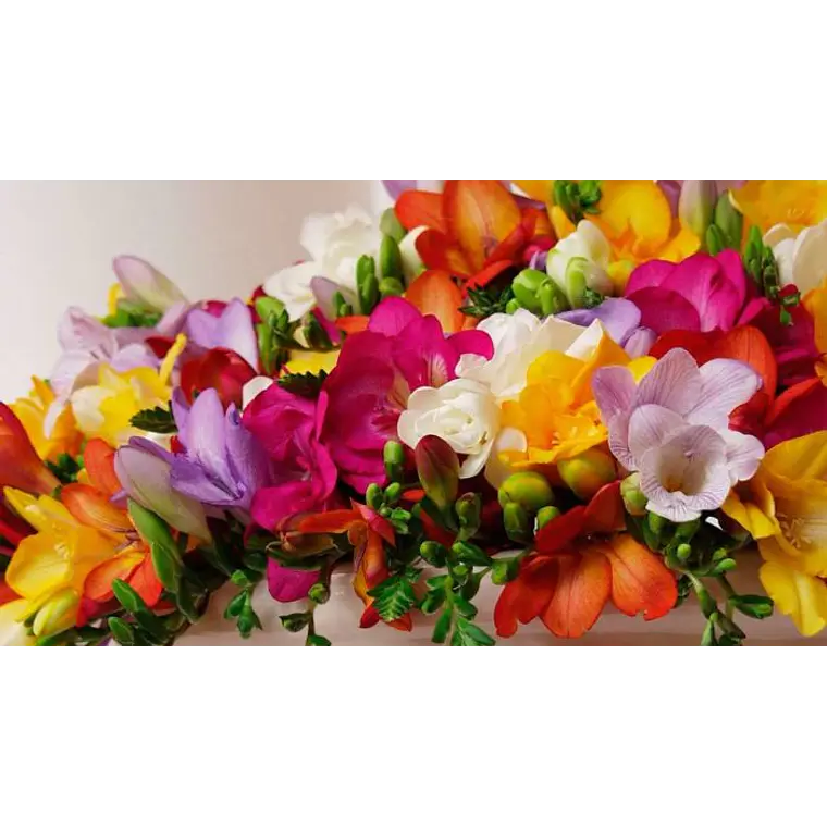 Fresias simples surtidas 4/5 2