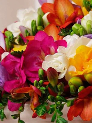 Fresias simples surtidas 4/5