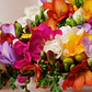 Fresias simples surtidas 4/5 - Miniatura 2