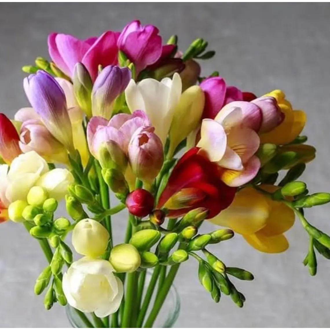 Fresias simples surtidas 4/5 1