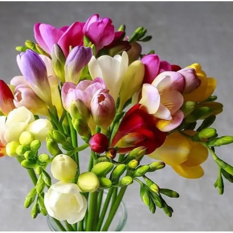 Fresias simples surtidas 4/5 1