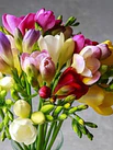 Fresias