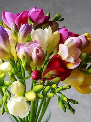 Fresias simples surtidas 4/5
