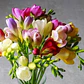 Fresias simples surtidas 4/5 - Miniatura 1
