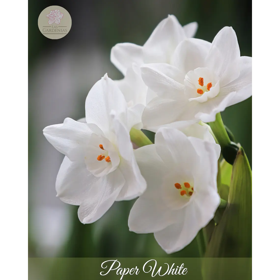 Bulbo Narciso Paper White 12/14  1