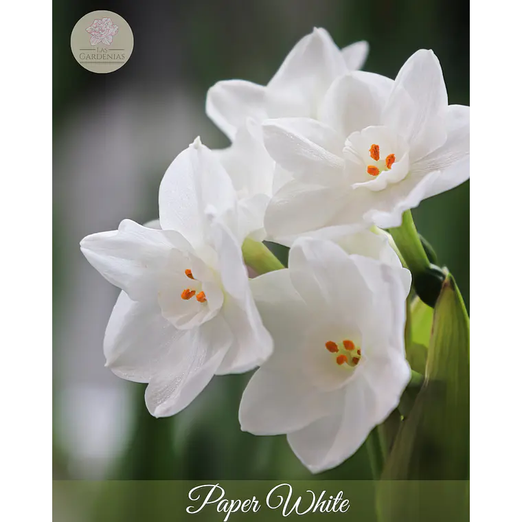 Bulbo Narciso Paper White 12/14  1