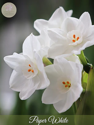 Bulbo Narciso Paper White 12/14 