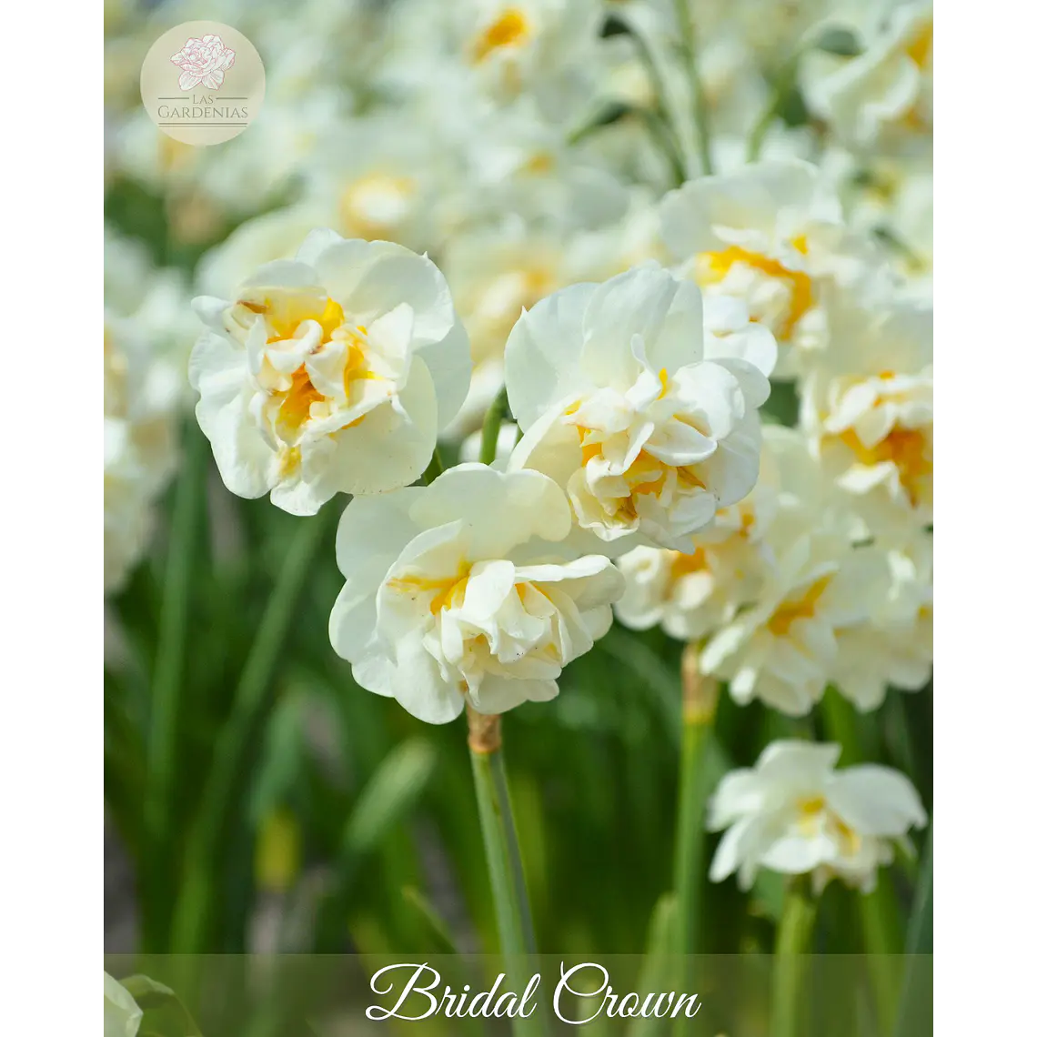 Bulbo Narciso Bridal Crown 12/14 1