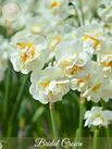 Narcisos