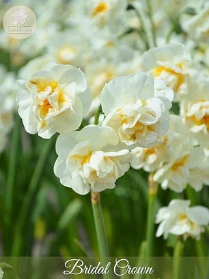 Bulbo Narciso Bridal Crown 12/14
