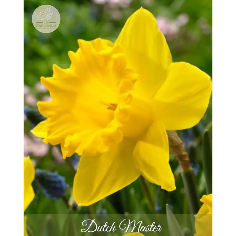 Bulbo Narciso Dutch Master 10/12 1