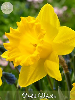 Bulbo Narciso Dutch Master 10/12