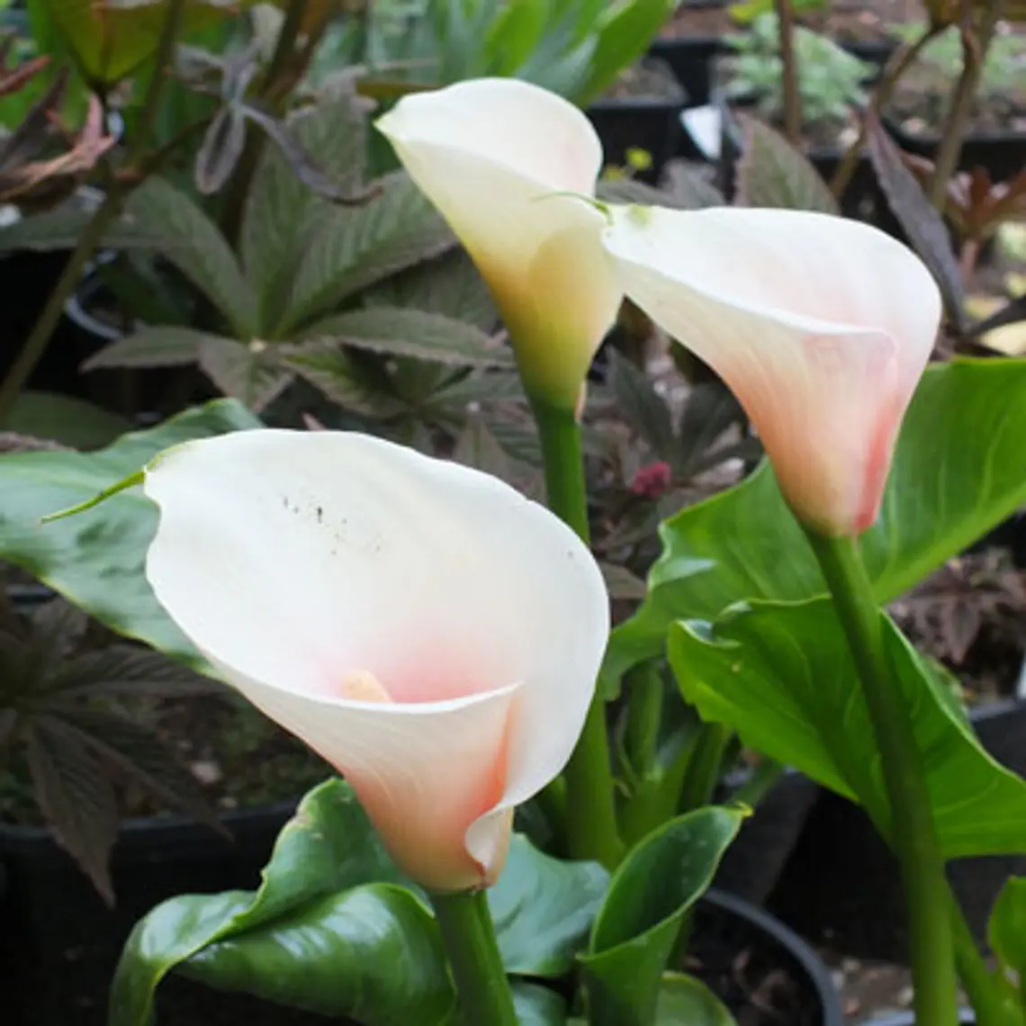 Tuberculo Cala Kiwi Blush 2