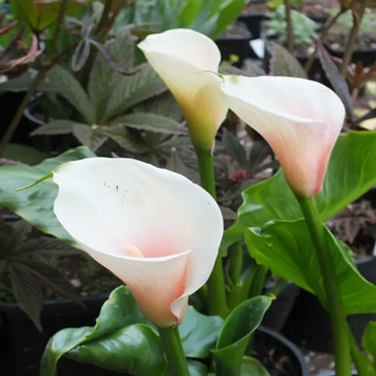Tuberculo Cala Kiwi Blush 2