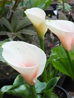 Tuberculo Cala Kiwi Blush