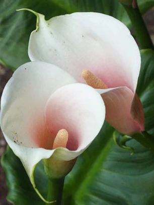 Tuberculo Cala Kiwi Blush