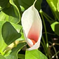Tuberculo Cala Kiwi Blush - Miniatura 4