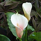 Tuberculo Cala Kiwi Blush - Miniatura 5