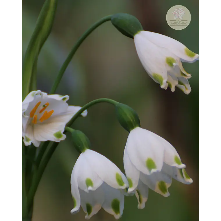 Bulbo Leucojum 12/14 2