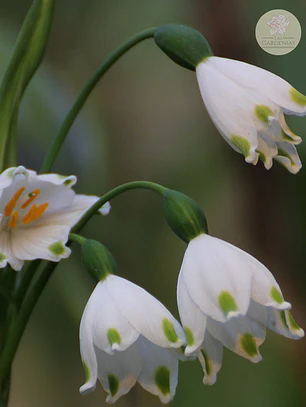 Bulbo Leucojum 12/14