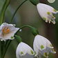 Bulbo Leucojum 12/14 - Miniatura 2