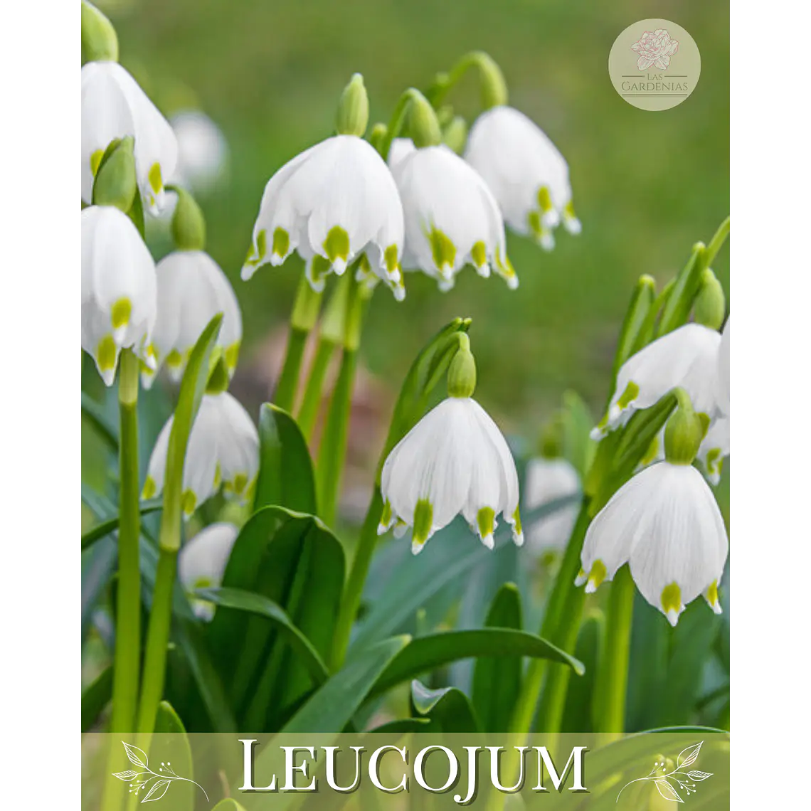 Bulbo Leucojum 12/14 1