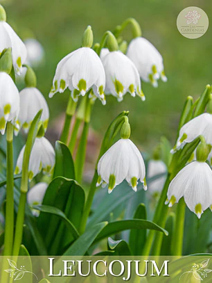 Bulbo Leucojum 12/14