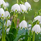 Bulbo Leucojum 12/14 - Miniatura 1