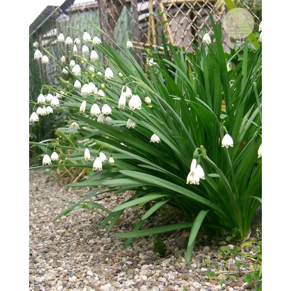 Bulbo Leucojum 12/14 3