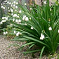 Bulbo Leucojum 12/14 - Miniatura 3