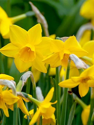 Bulbo Narciso Golden Carpet 12/14