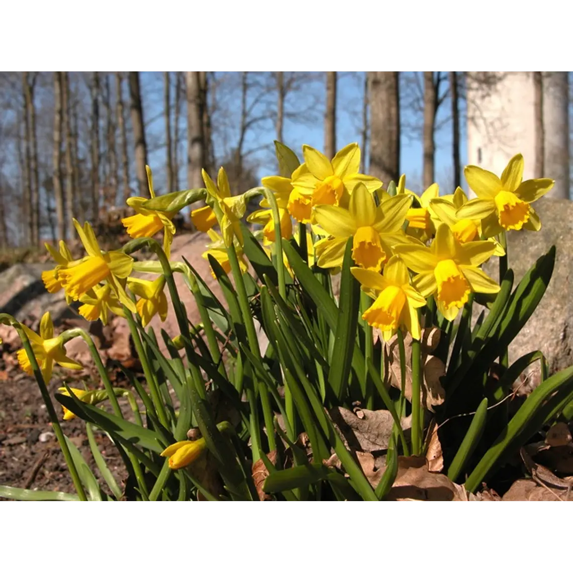 Bulbo Narciso Tete a Tete 12+ 1