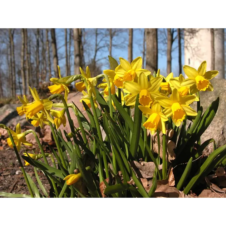 Bulbo Narciso Tete a Tete 12+ 1