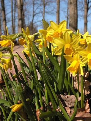 Bulbo Narciso Tete a Tete 12+