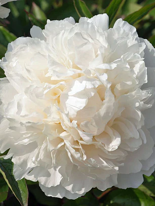 Rizoma Peonia Bowl Of Cream 2/3