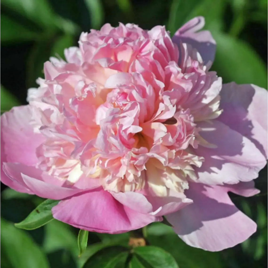 Rizoma Peonia Lady Anna 3/5 1