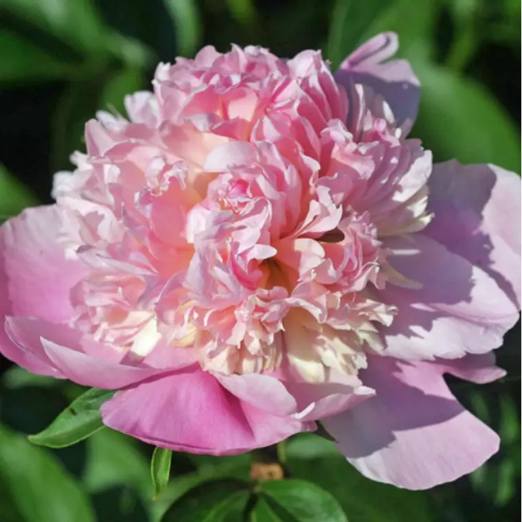 Rizoma Peonia Lady Anna 3/5 1