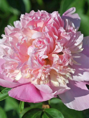 Rizoma Peonia Lady Anna 3/5