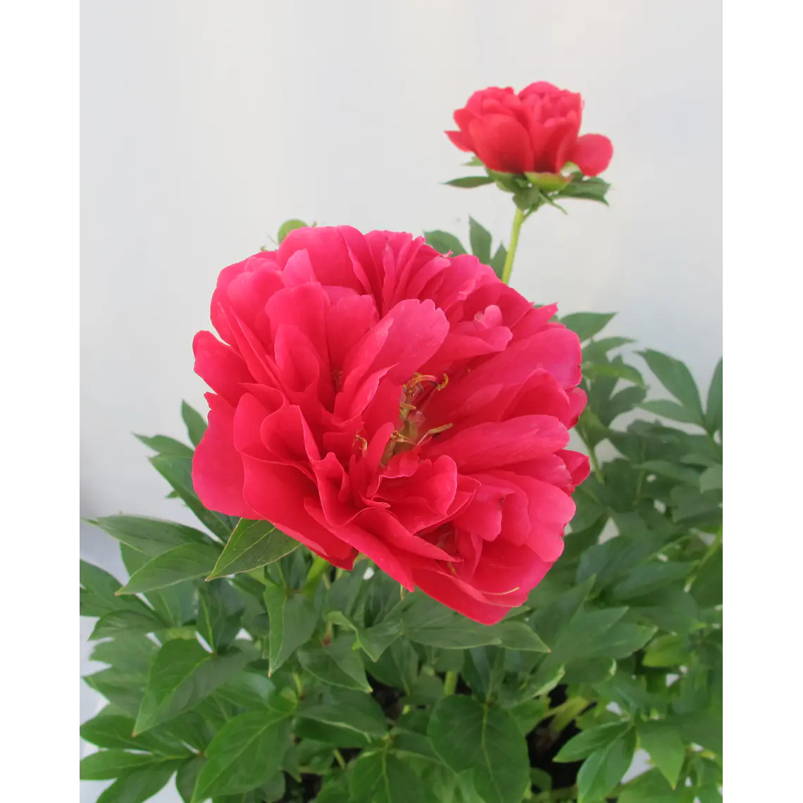 Rizoma de Peonia Joyce Ellen 3/5 1