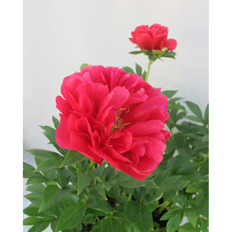 Rizoma de Peonia Joyce Ellen 3/5 1