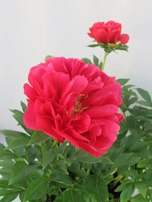 Rizoma de Peonia Joyce Ellen 3/5