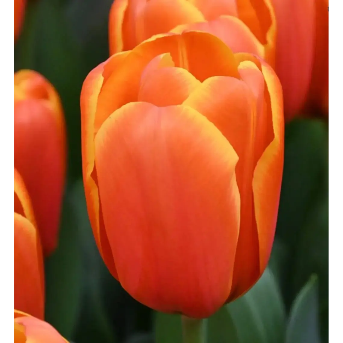 Bulbo Tulipan Triple A 12 + 1