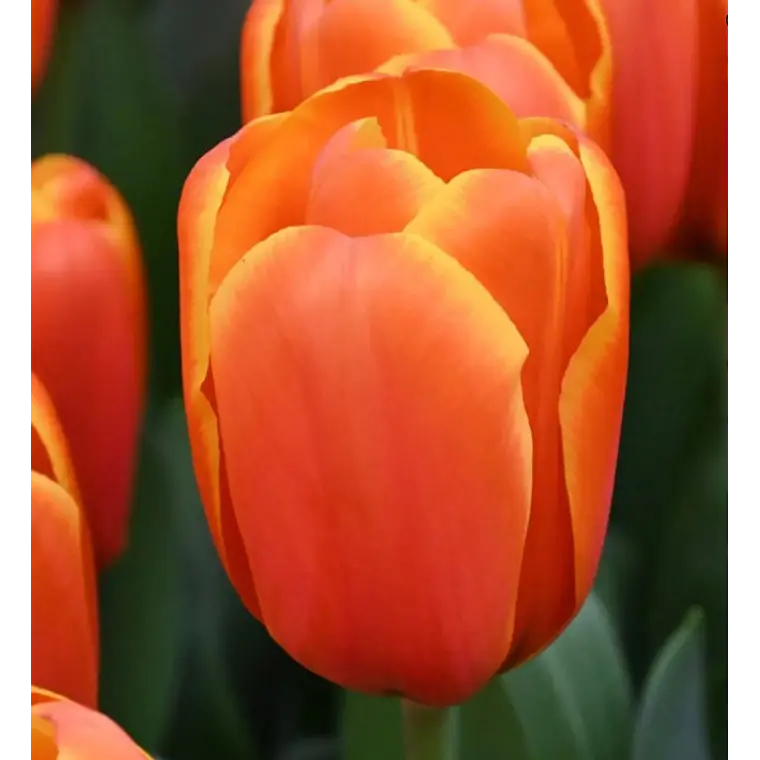 Bulbo Tulipan Triple A 12 + 1