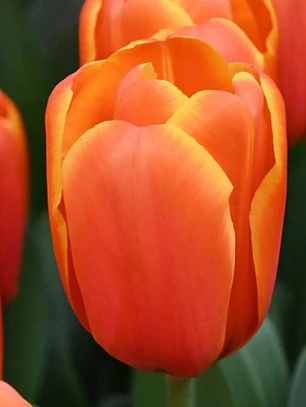 Bulbo Tulipan Triple A 12 +