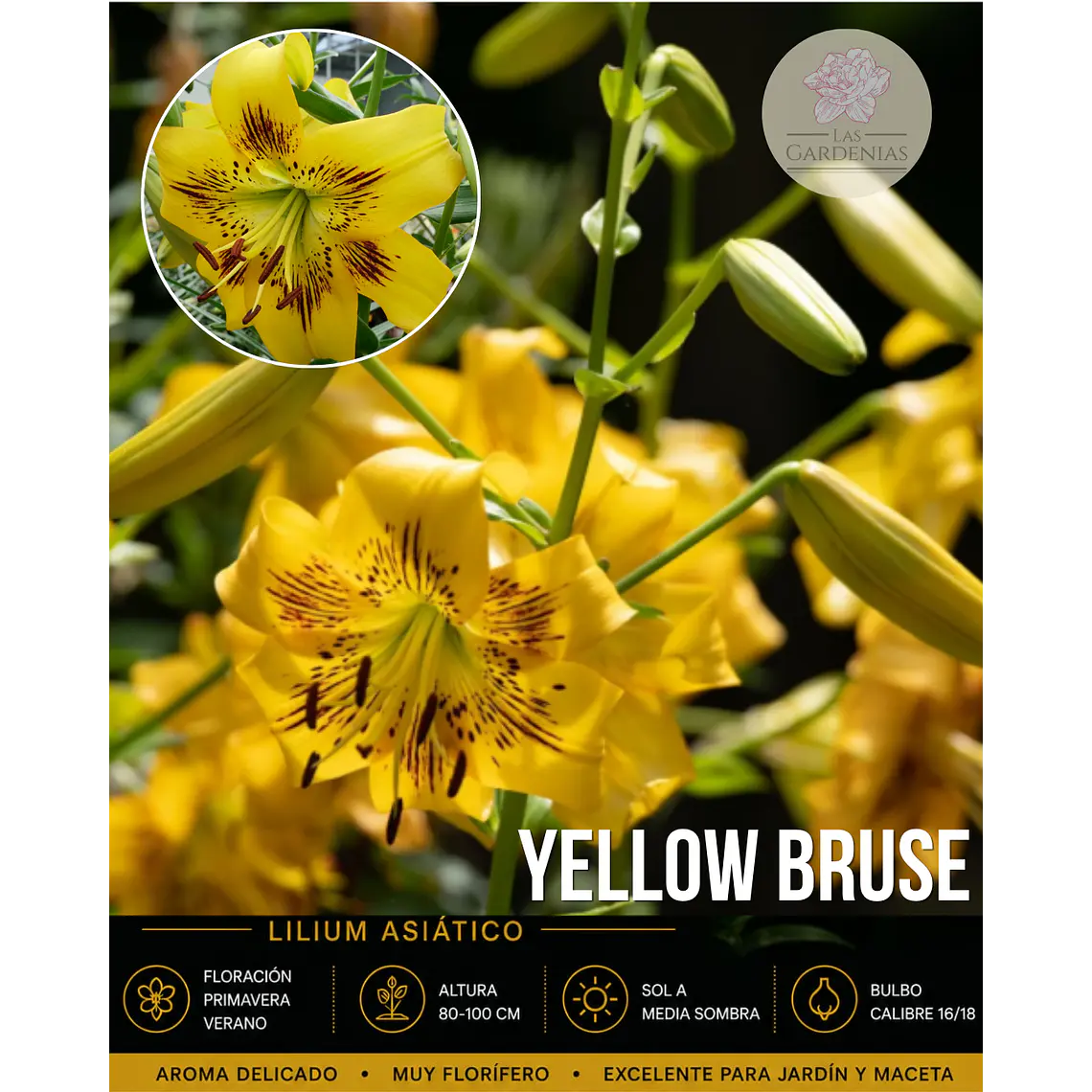 Bulbo Lilium Asiático/Tigre Yellow Bruse 16/18 (LOTE DESPACHO AGOSTO) 1