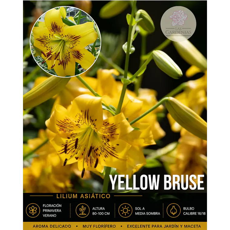 Bulbo Lilium Asiático/Tigre Yellow Bruse 16/18 (LOTE DESPACHO AGOSTO) 1