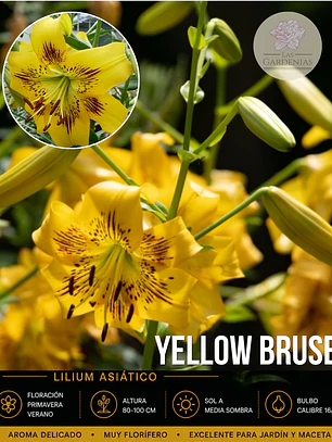 Bulbo Lilium Asiático/Tigre Yellow Bruse 16/18 (LOTE DESPACHO AGOSTO)