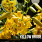 Bulbo Lilium Asiático/Tigre Yellow Bruse 16/18 (LOTE DESPACHO AGOSTO) - Miniatura 1
