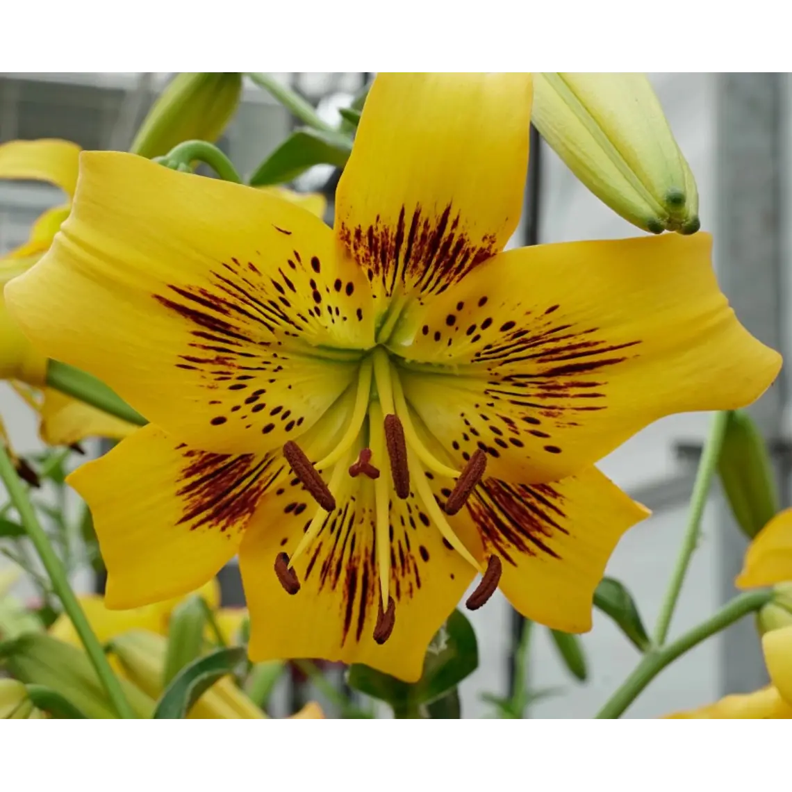 Bulbo Lilium Asiático/Tigre Yellow Bruse 16/18 (LOTE DESPACHO AGOSTO) 2
